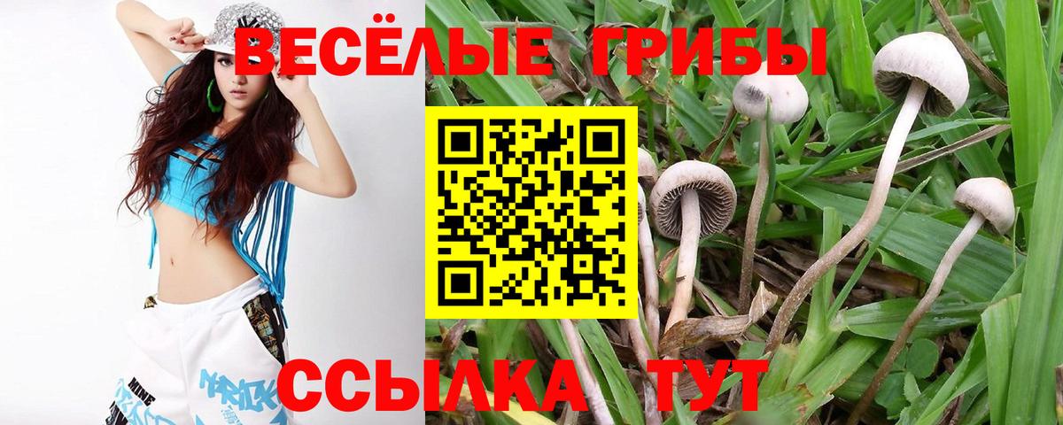 Зима  Псилоцибиновые грибы Psilocybe  Вход с VPN 